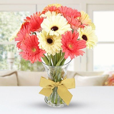 Bunch of 10 stems of Pink and White Gerberas in nice wrapping Sweet Surprise