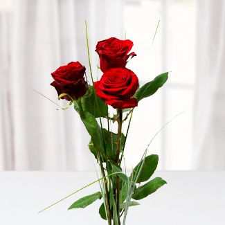Lovers Choice