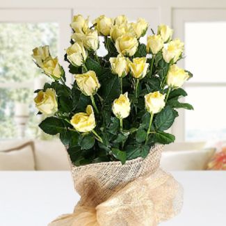 Bunch of 20 Yellow Roses nicely wrapped Serenade Yellow