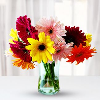 Mixed Gerbera
