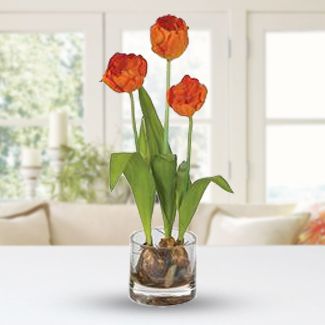 3 stem of Orange Tulips in a clear glass vase. Graceful Tulips