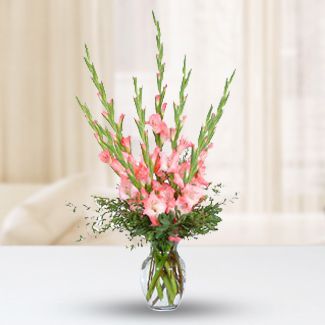 Pink Gladiola