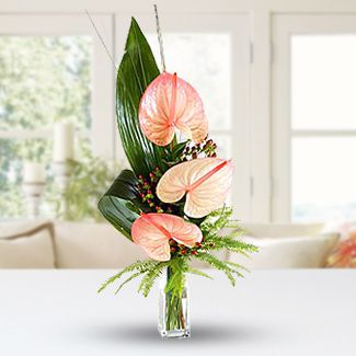 Exotic Anthuriums