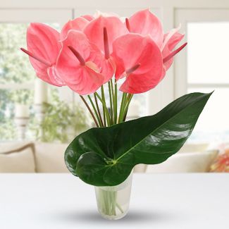 10 Pink Anthurim