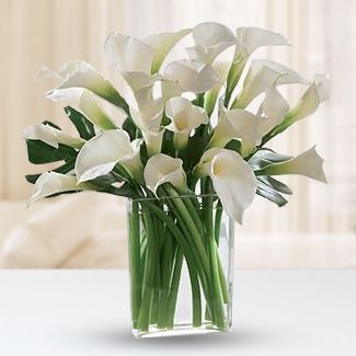 20 White calla lily in a Glass vase 20 White callalily in a vase