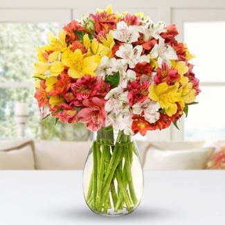 Vase of 25 stems of Mixed alstroemeria, each stem with multiple blooms Full Blooms
