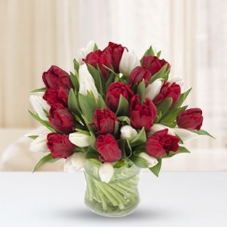 Red and White Tulips Red and White Tulips
