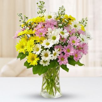 Bunch of 4 stems of Yellow , 4 stems of White and 4 stems of Pink Chrysanthemums with fillers and nice wrapping Mixed Daisies in a Vase